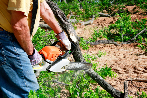 Residential Tree Removal in Weidman, MI